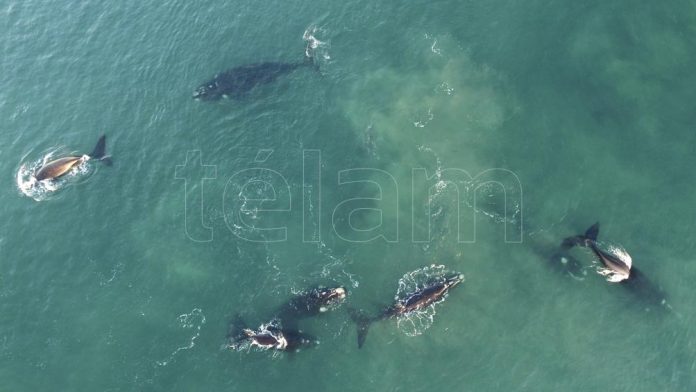 la-ballena-franca-austral,-bajo-amenaza-por-el-calentamiento-de-los-oceanos
