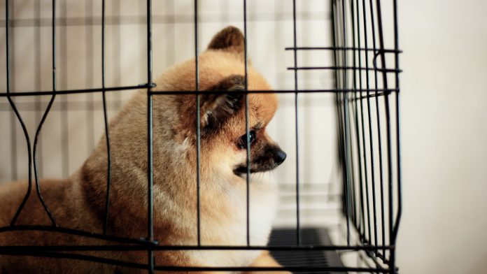 nueva-york-quiere-prohibir-la-venta-de-perros-y-gatos-en-tiendas