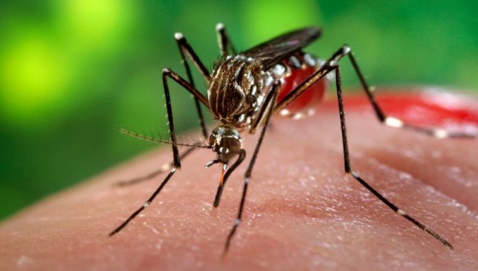 prevencion-del-dengue-y-posibilidad-de-una-vacuna
