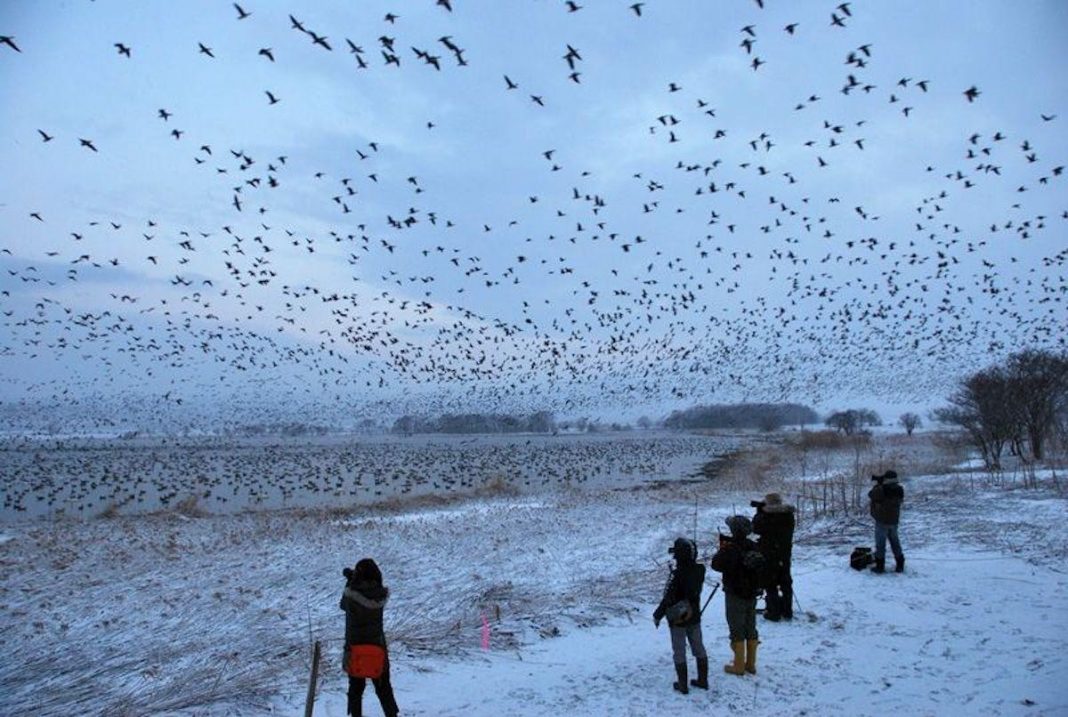 el-90%-de-las-zonas-elegidas-para-parques-eolicos-marinos-en-espana-amenazan-a-las-aves